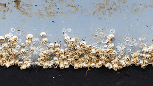 Misting Systems 