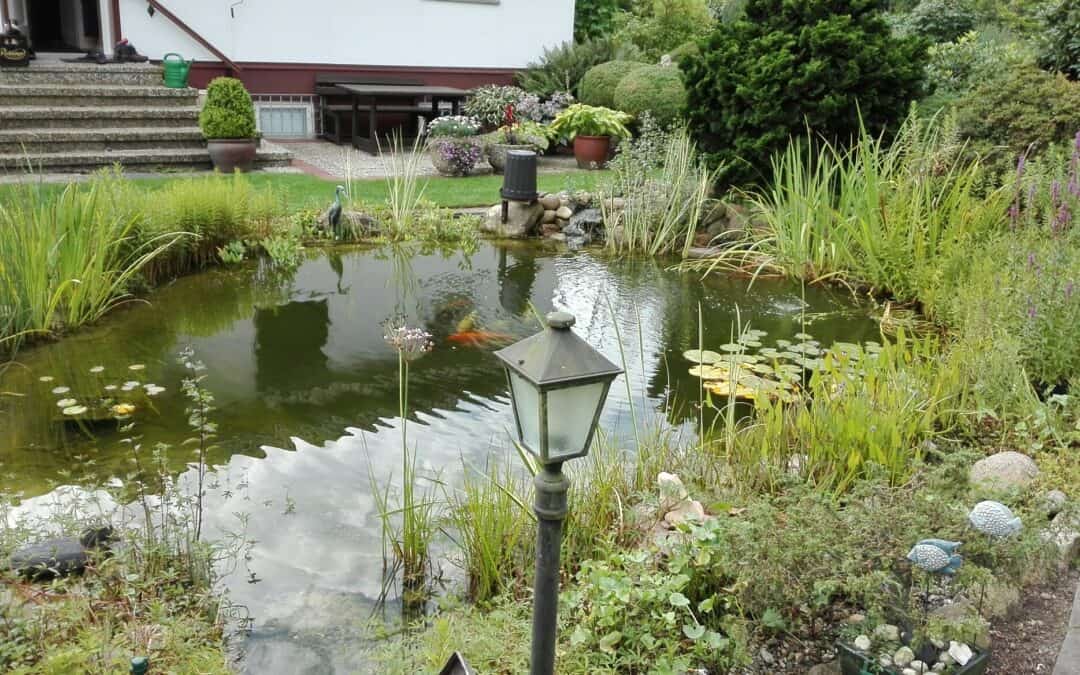 Germany Koi Pond: Full-Depth Clarity in One Week