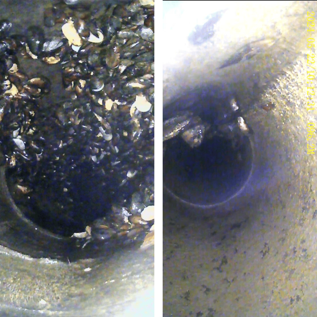 Biofouling before and after — V&A Waterfront seawater line, Cape Town