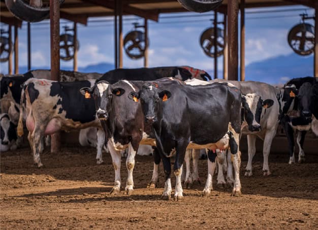 Panama Dairy Farm: $803 Annual Chemical Savings