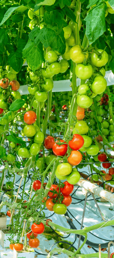 Hydroflow enhancing tomato production
