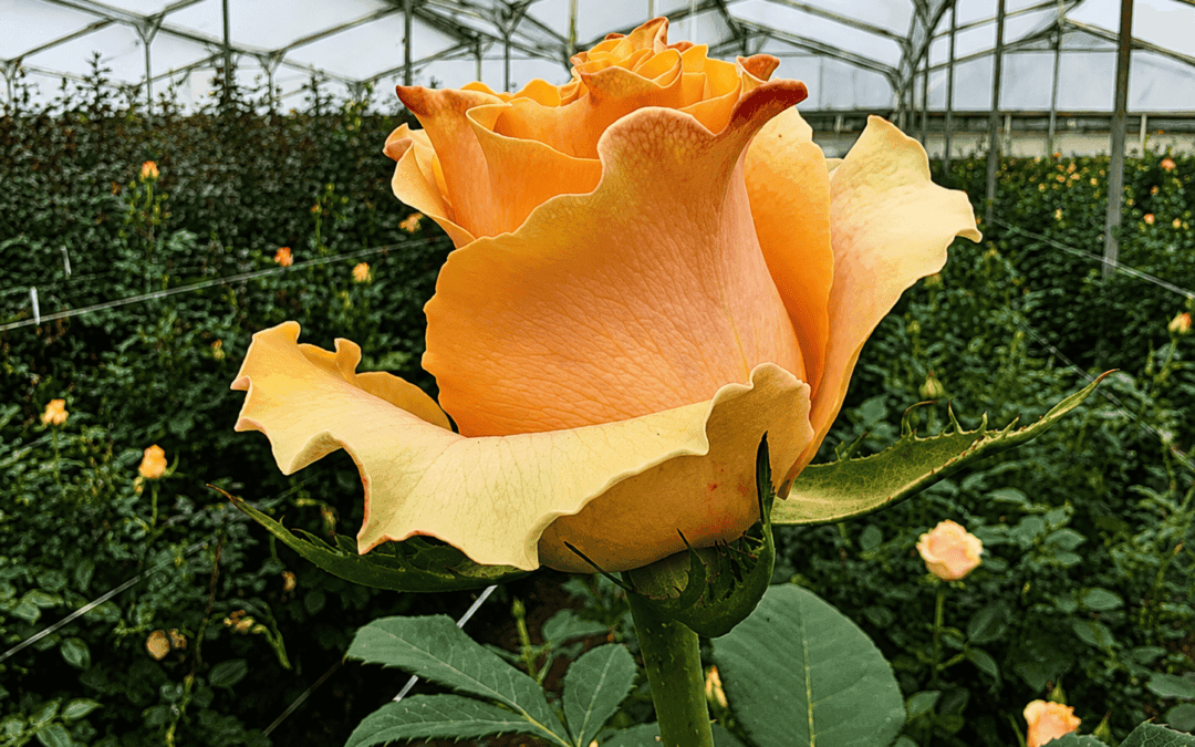South America Roses: Stems 18.5% Longer, Output Up 72.8%