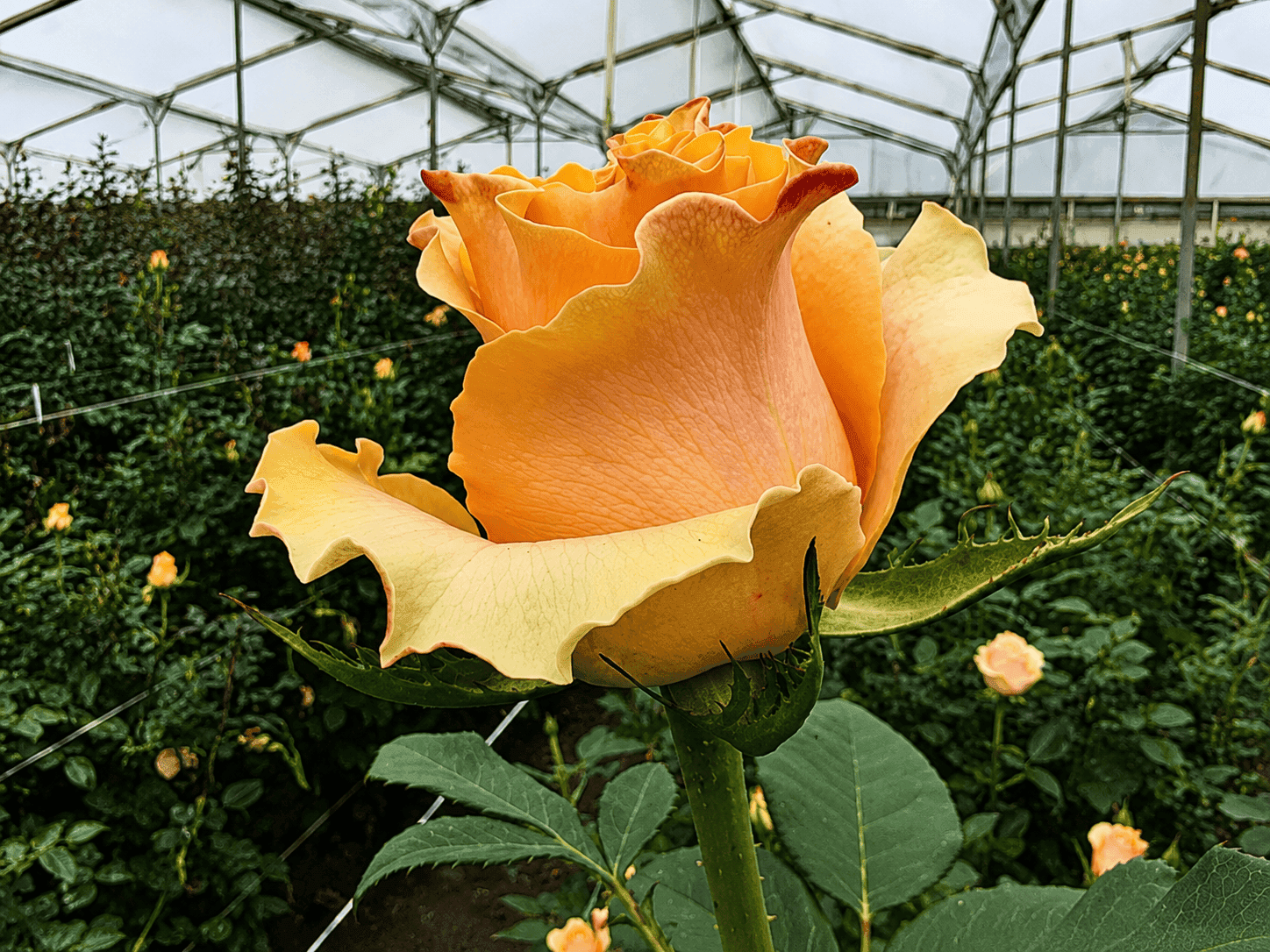 Long-stem rose growing in a South American greenhouse irrigated with HydroFLOW-treated water