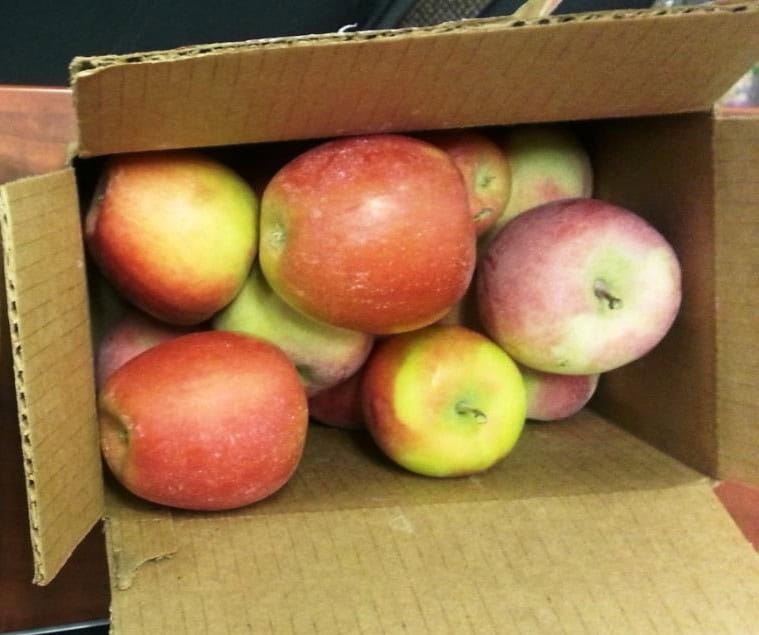 Clean, unstained apples after HydroFLOW treatment of hard irrigation water — orchard, Yakima Valley, Washington