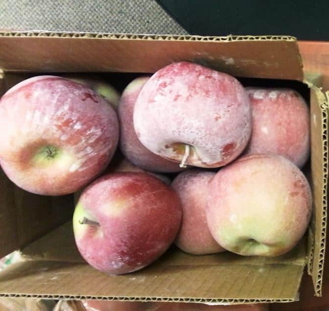 Apples marked with white limescale staining from hard irrigation water, before HydroFLOW treatment — orchard, Yakima Valley, Washington