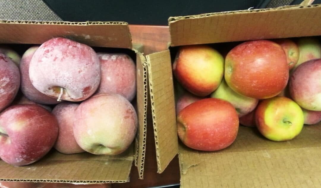 Washington Orchard: 50% to Over 90% Top Grade Apples