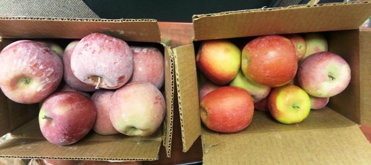 Hard-water scale deposits visible on apples before treatment — Washington orchard