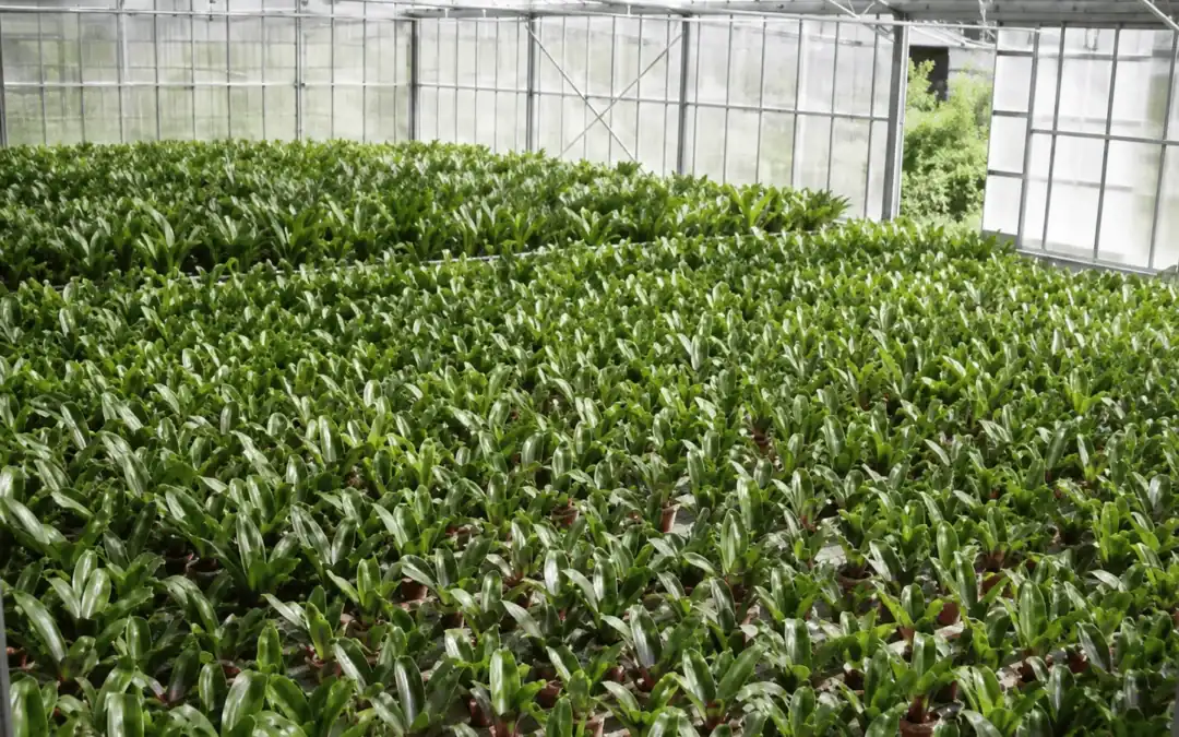 Italy Cycas Nursery: Sprayer Clogging Ended at 350 ppm