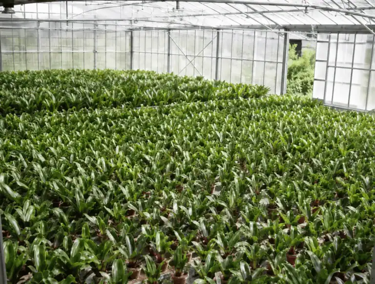 Plant nursery greenhouse in Italy, HydroFLOW irrigation system limescale prevention case study