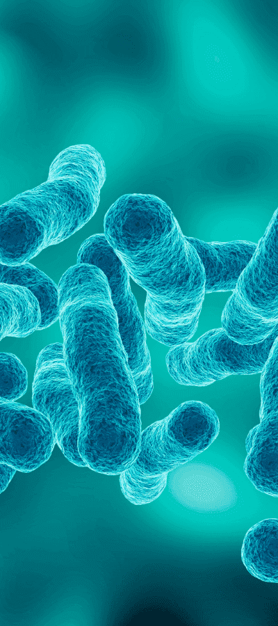 Illustration of rod-shaped Legionella bacteria