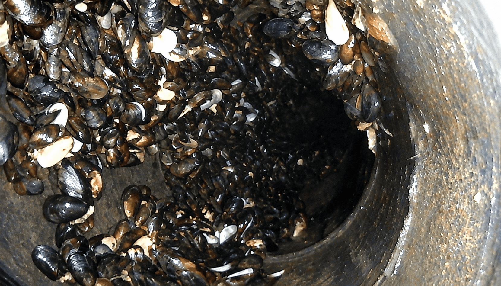 Seawater line at the V&A Waterfront before HydroFLOW — pipe bore packed with mussels and barnacles