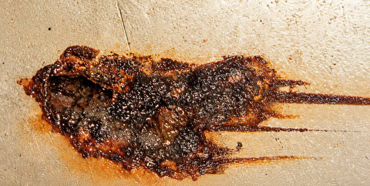 MIC nodule on the inside of a steel starch-line pipe at Boise Paper's Wallula mill before HydroFLOW: a wet, dark bacterial colony with rust streaks