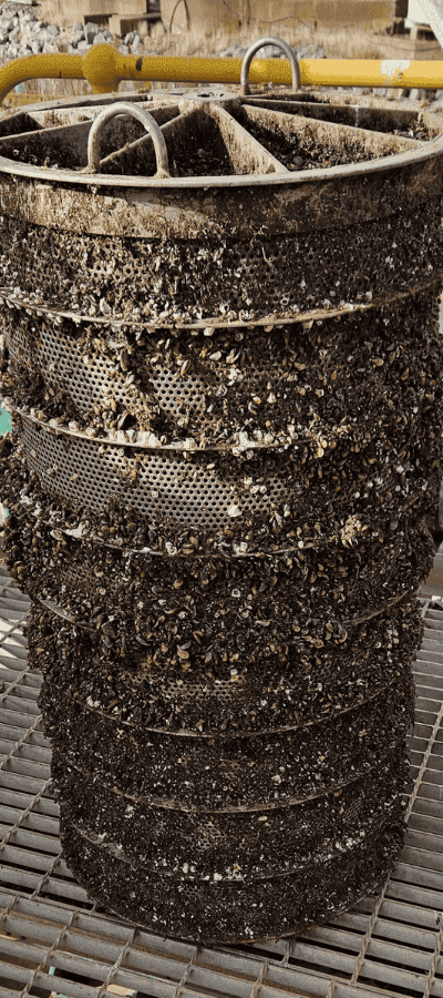 Seawater strainer basket crusted with mussels and marine growth at a zinc smelting operation in Tasmania