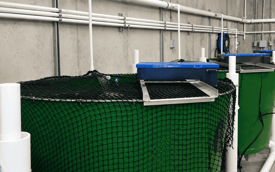 Aquaculture Disease Control: 74% Tilapia Survival in 90 Days